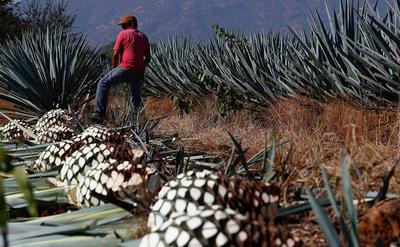 Ресторан-караоке Agave 🍴 отзывы, фото, онлайн бронирование столиков, цены,  меню, телефон и адрес - Рестораны, бары и кафе - Екатеринбург - Zoon.ru