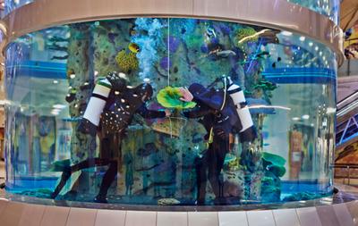 Огромный аквариум в ТЦ «Авиапарк» | Пикабу