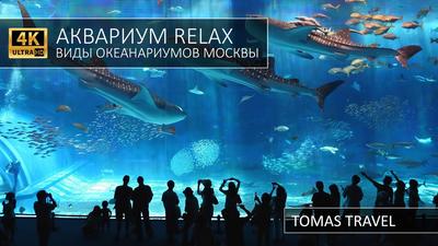В московском ТЦ протек самый большой аквариум Европы | Москва | ФедералПресс