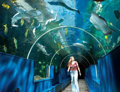 Самый высокий цилиндрический аквариум в мире, занесённый в книгу рекордов  Гиннесса, находится в Москве, в крупном столичном ТЦ… | Instagram
