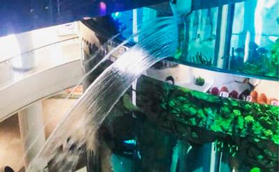 Отзыв о Аквариум в ТЦ Авиапарк (Россия, Москва) | Самый высокий аквариум  находится именно здесь!
