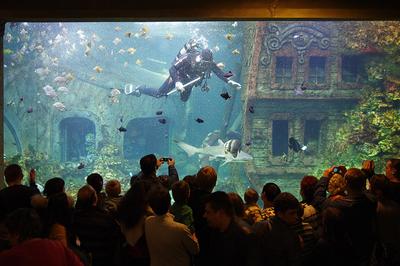 Отзыв о Аквариум в ТЦ Авиапарк (Россия, Москва) | Любопытный аквариум,  хорошо что бесплатно