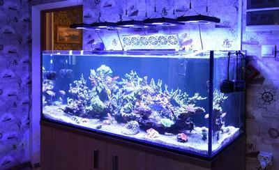 Рифовый аквариум в Москве. Заказать аквариум с кораллами SPS, LPS