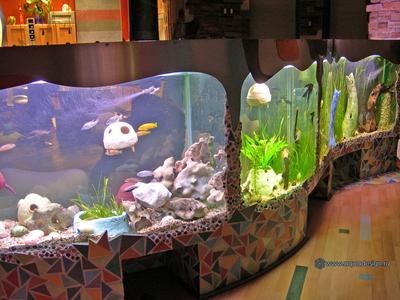 Морской аквариум на заказ и под ключ в Москве | Подводный мир