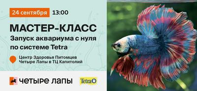 Профессиональный запуск аквариума в Москве | AquaTerra