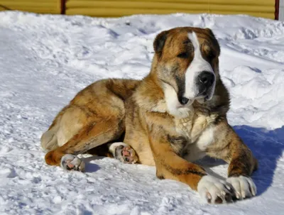 Овчарка немецкая сторожевая любит много: Договорная ᐈ Собаки | Бишкек |  105652209 ➤ lalafo.kg