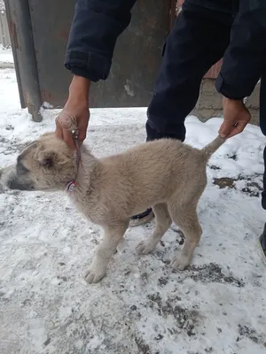 Пропала собака Акбар в поселке Озёрки, Алтайский край | Pet911.ru