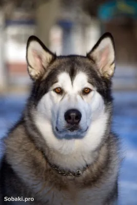 Аляскинский маламут: особенности 🐕 породы, плюсы и минусы, фото