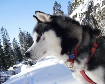 Аляска маламут собака - 64 фото