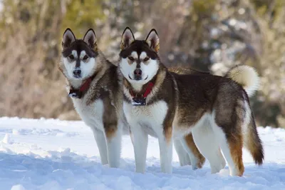 Аляскинский маламут (Alaskan Malamute) - описание породы, фото, отзывы  владельцев