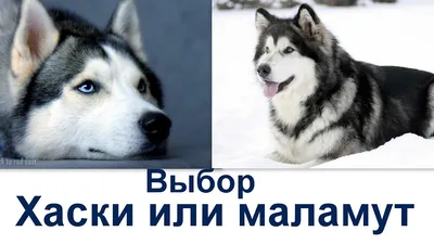 Две собаки породы аляска-маламут, обои с собаками, картинки, фото 1600x1200