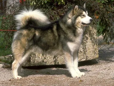 Кабинет Здоровья - Аляскинский маламут — северный ездовой гигант  Аляскинский маламут (англ. Alaskan Malamute) это крупная собака,  предназначенная для работы в упряжке на Аляске. Считается что это одна из  древнейших пород собак,