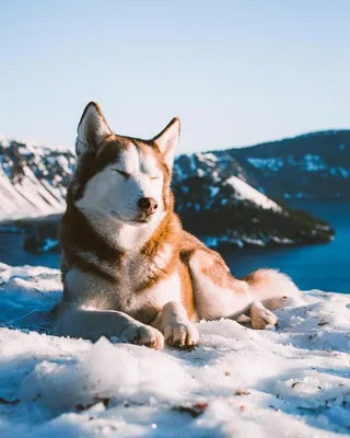 Dr. Iurii Tiutchenko - Аляскинский маламут (англ. Alaskan Malamute) - это  крупная собака, предназначенная для работы в упряжке на Аляске. Считается,  что это одна из древнейших пород собак, выведенная эскимосским племенем  малемьют
