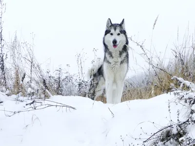 Аляскинский маламут: фото собаки, описание породы - Purina ONE®