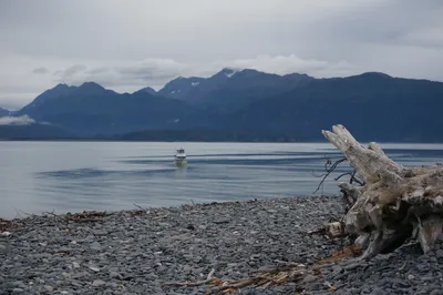 Наша Аляска - Коммерсантъ