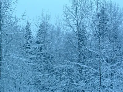 Северное сияние зимой (31 фото) - 31 фото