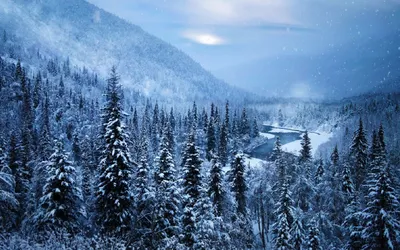Тайга Зимой Аляска Denali — стоковые фотографии и другие картинки  Аляскинский хребет - Аляскинский хребет, Зима, Аляска - Штат США - iStock