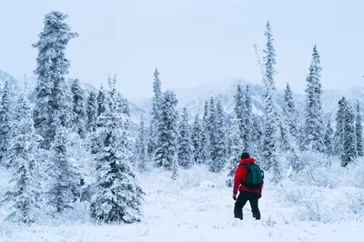 картинки : дерево, снег, холодно, зима, мороз, Лед, Погода, время года,  метель, Аляска, Трейлер, Замораживание, зимняя буря 4272x2848 - - 897953 -  красивые картинки - PxHere