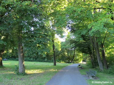 английский парк Munich сада Стоковое Фото - изображение насчитывающей  природа, баварии: 23788994