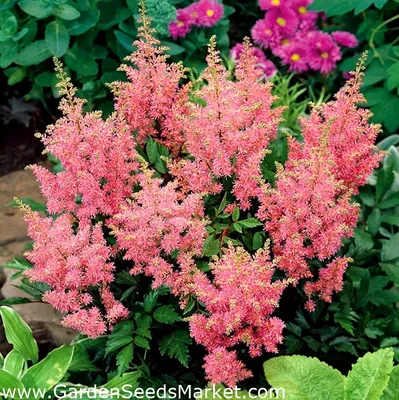 Astilbe \"America\" - bright pink, false spirea – Garden Seeds Market | Free  shipping