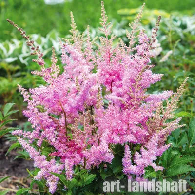 ASTILBE AMERIKA SYN AMERICA IN THE NATIONAL COLLECTION OF ASTILBE AT  MARWOOD HILL GARDENS NORTH DEVON Stock Photo - Alamy