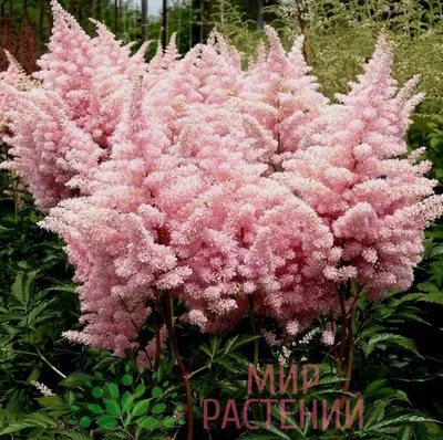 Астильба арендса Америка (Astilbe America) - Питомник саженцев и сортовых  растений \"Мир растений\"