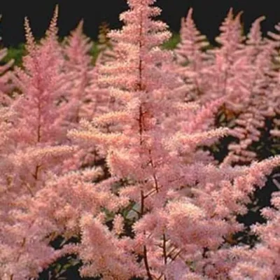 Van Zyverden Astilbe America Patio Kit with 2 Roots - QVC.com