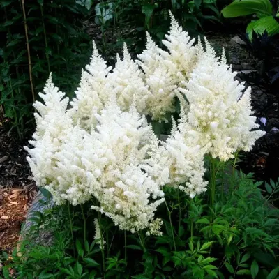 Астильба Арендса (Astilbe x arendsii `Amerika`) - Клумбы - По областям  применения - Каталог - LESKOVO-PITOMNIK.ru