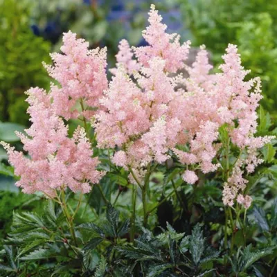 ASTILBE DEUTSCHLAND WHITE WITH ASTILBE AMERIKA SYN AMERICA IN THE NATIONAL  COLLECTION OF ASTILBE AT MARWOOD HILL GARDENS Stock Photo - Alamy