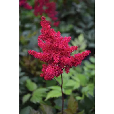 Shop Deluxe Astilbe Collection | Breck's