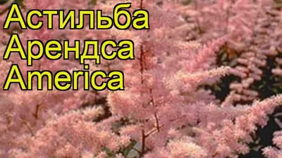 Tawułka japońska Astilbe America Różowa 1szt /W210 • Cena, Opinie • Bulwy,  cebulki, kłącza 11984653395 • Allegro
