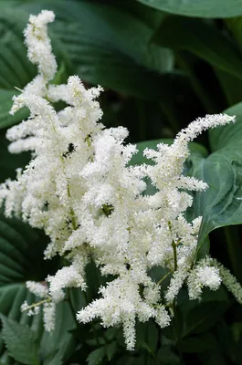 False Goatsbeard (Astilbe X Arendsii) America Flowering with Pink Feathery  Flowers in Attractive Plume Stock Image - Image of closeup, flowers:  291070365