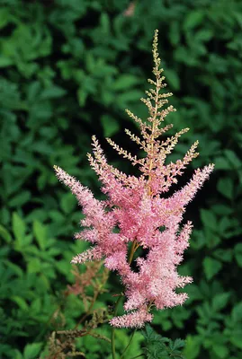 Astilbe Flowers in the Grass Stock Photo - Image of ravines, pleasant:  189559762