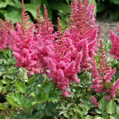 Astilbe is a perennial flowering plant that is extremely valued for its  attractive, feather-like flowers and lavish, fern-like foliage. This plant  is native to Asia and North America, and it is frequently