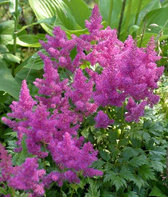 Astilbe 'venus' Flowers Photograph by Duncan Smith/science Photo Library -  Fine Art America
