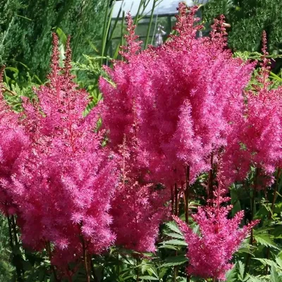 Rise and Shine' - Astilbe hybrid | Proven Winners