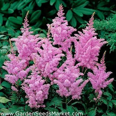 A Comprehensive Guide to Growing and Caring for Astilbe, an Elegant  Perennial - Dengarden