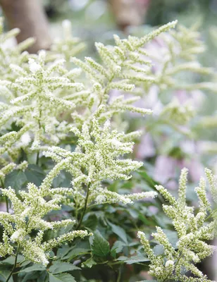 Astilbe 'Washington' (Japonica hybrid) – Moore and Moore Plants