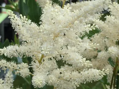 Astilbe japonica Washington | Park Seed