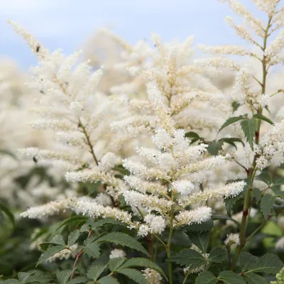 Астильба японская (Astilbe japonica `Washington`) - Астильба японская -  Астильба - Многолетники - Каталог - LESKOVO-PITOMNIK.ru