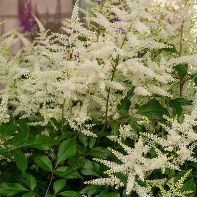 Astilbe japonica 'Washington' Stock Photo - Alamy