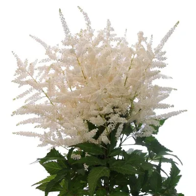 Astilbe Washington (50 Stems) – All Occasions Wholesale