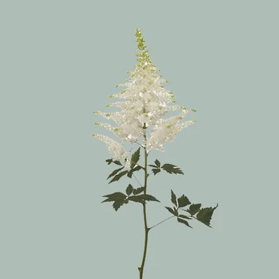 Astilbe White Washington - Valentines White - Public albums | Sierra Flower  Finder