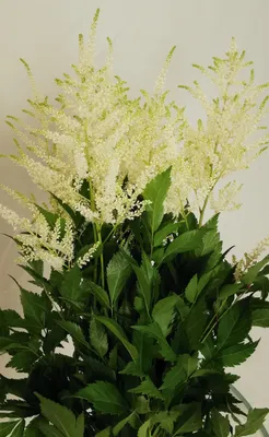 Astilbe Jap. Whasingthon ASTIL JA WASHINGTON | Vullers A | Cutflower greens  | Срезанные цветы | All products | OZ Planten