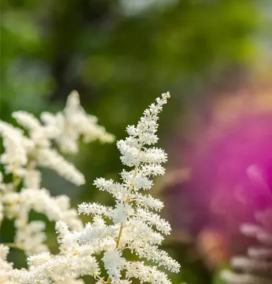 Астильба японская Вашингтон Astilbe japonica Washington - KrapivaShop