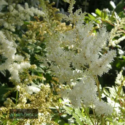 Astilbe Garden, Washington | BluRayVen | Flickr