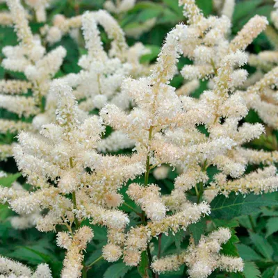 Buy Astilbe Japonica Washington affordable | Gardens4You.eu