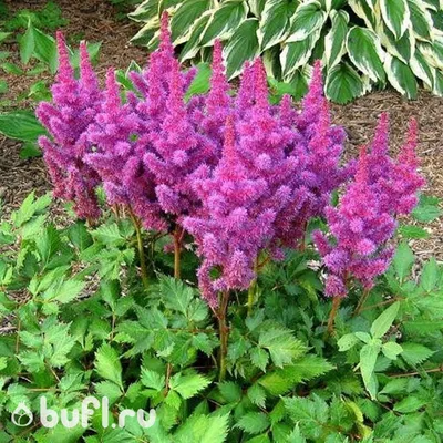 Astilbe japonica 'Washington' - Mihkel Saar Puukool