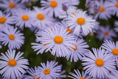 Астра итальянская Aster amellus - купить сорт в питомнике, саженцы в  Санкт-Петербурге