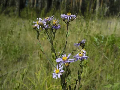 Астра мелкоцветковая, Астра итальянская ромашковая, купить в Ростове, Aster  amellus, заказать почтой, доставка, Многолетние растения в контейнерах,  упаковке и ОКС Купить растения в Ростове-на-Дону, Интернет-магазин,  питомник растений, хвойные и ...